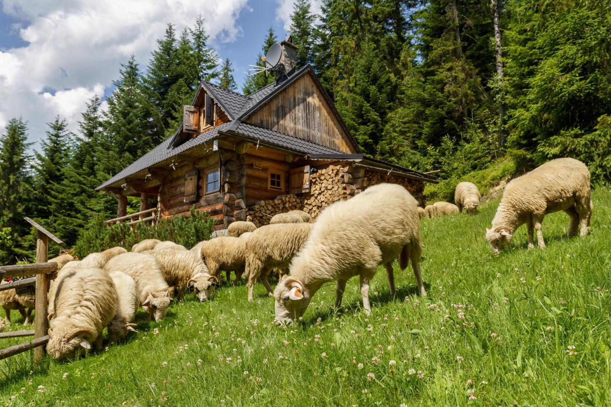 Lesna Bacowka Βίλα Nowy Targ Εξωτερικό φωτογραφία